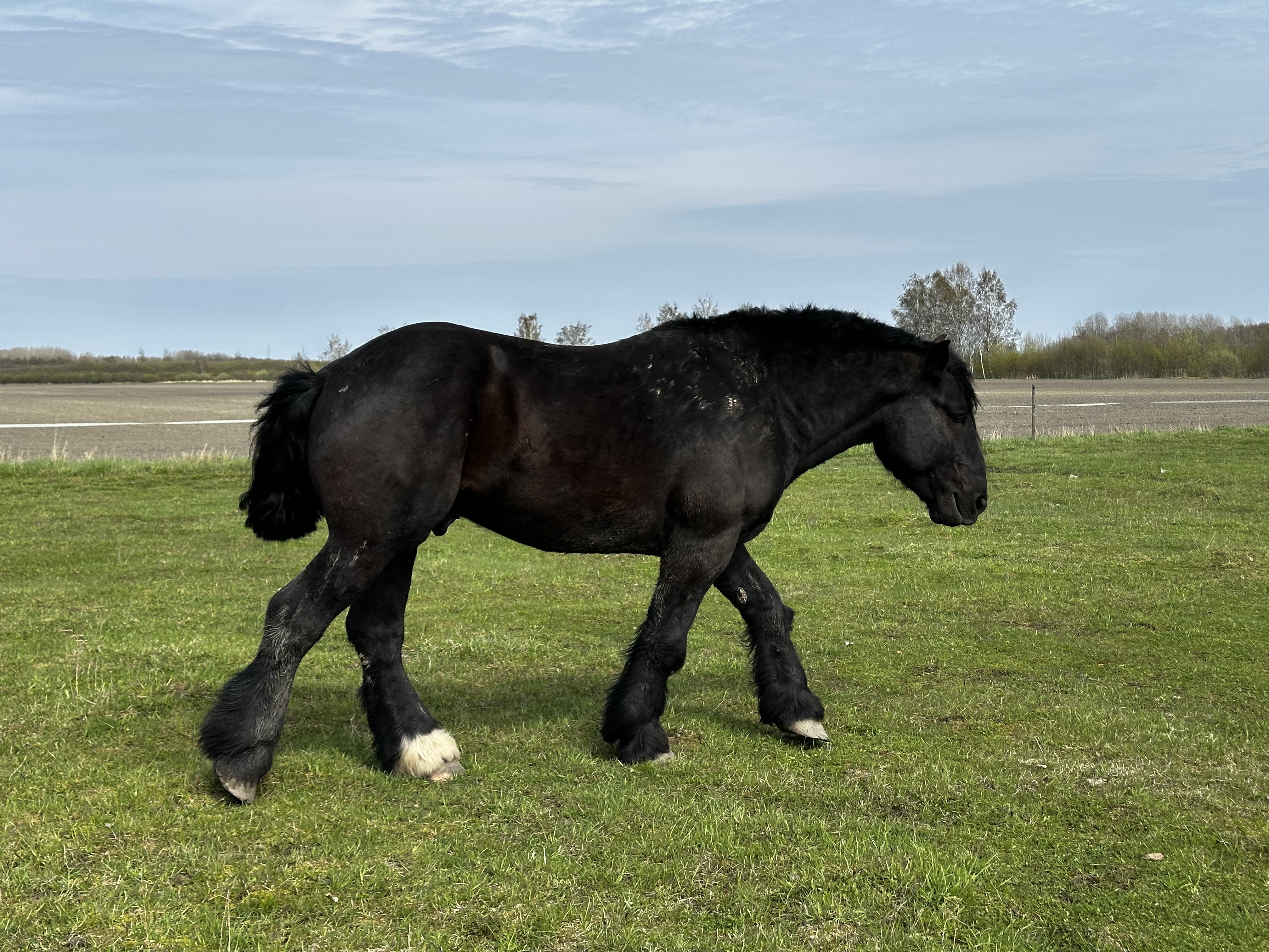 LEADER DE LA MEULE 3