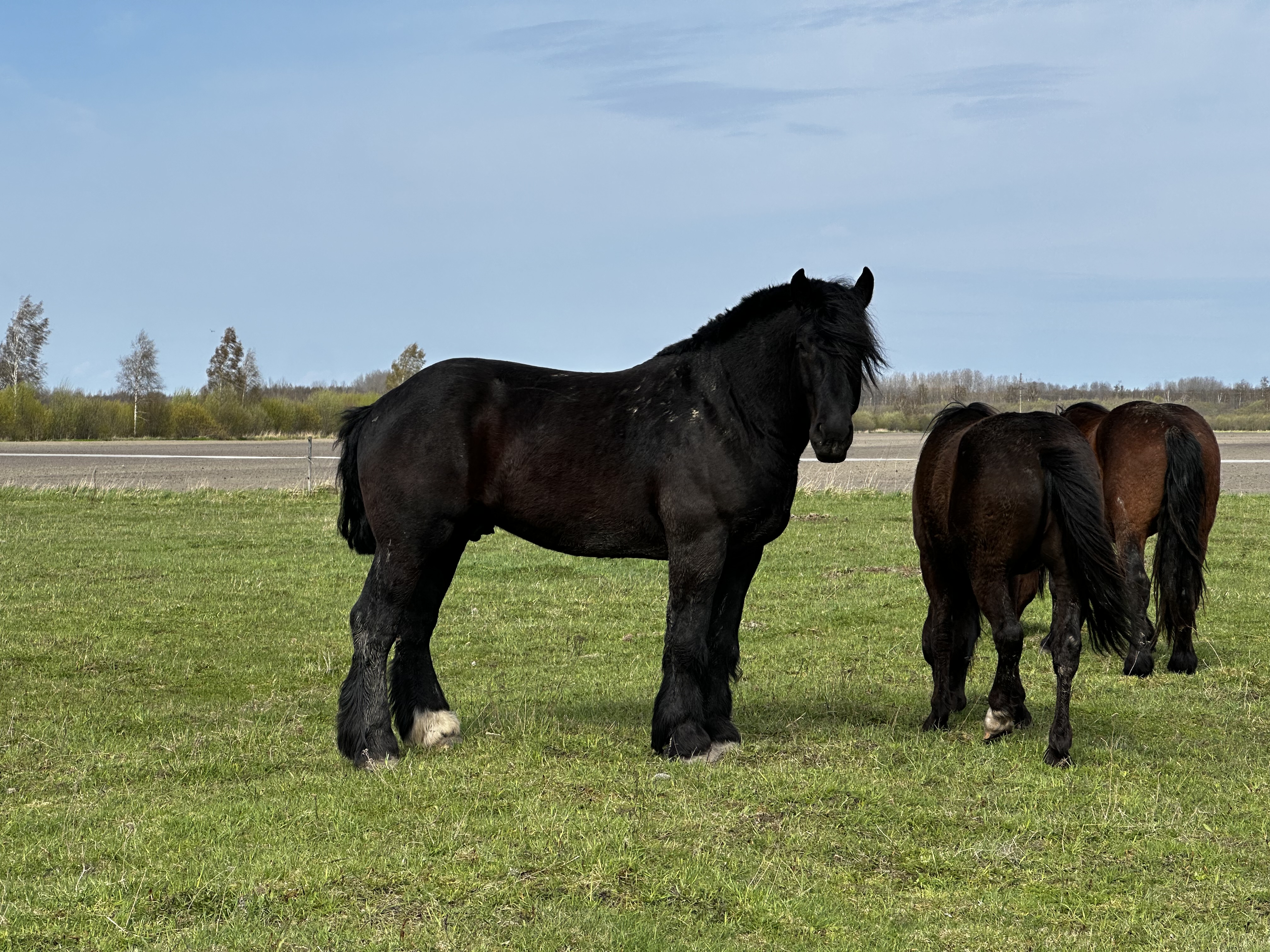 LEADER DE LA MEULE 4