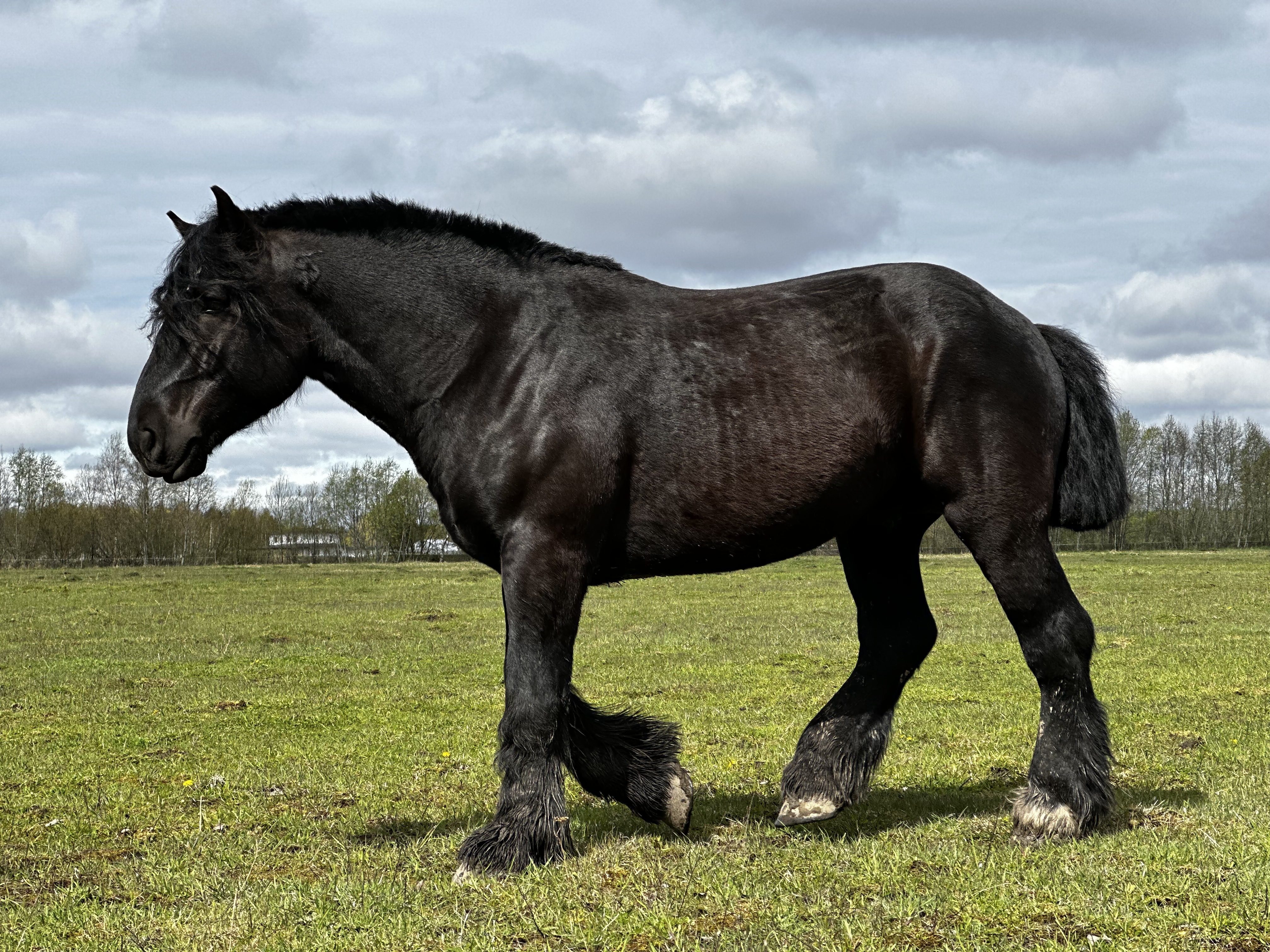 LEADER DE LA MEULE 5