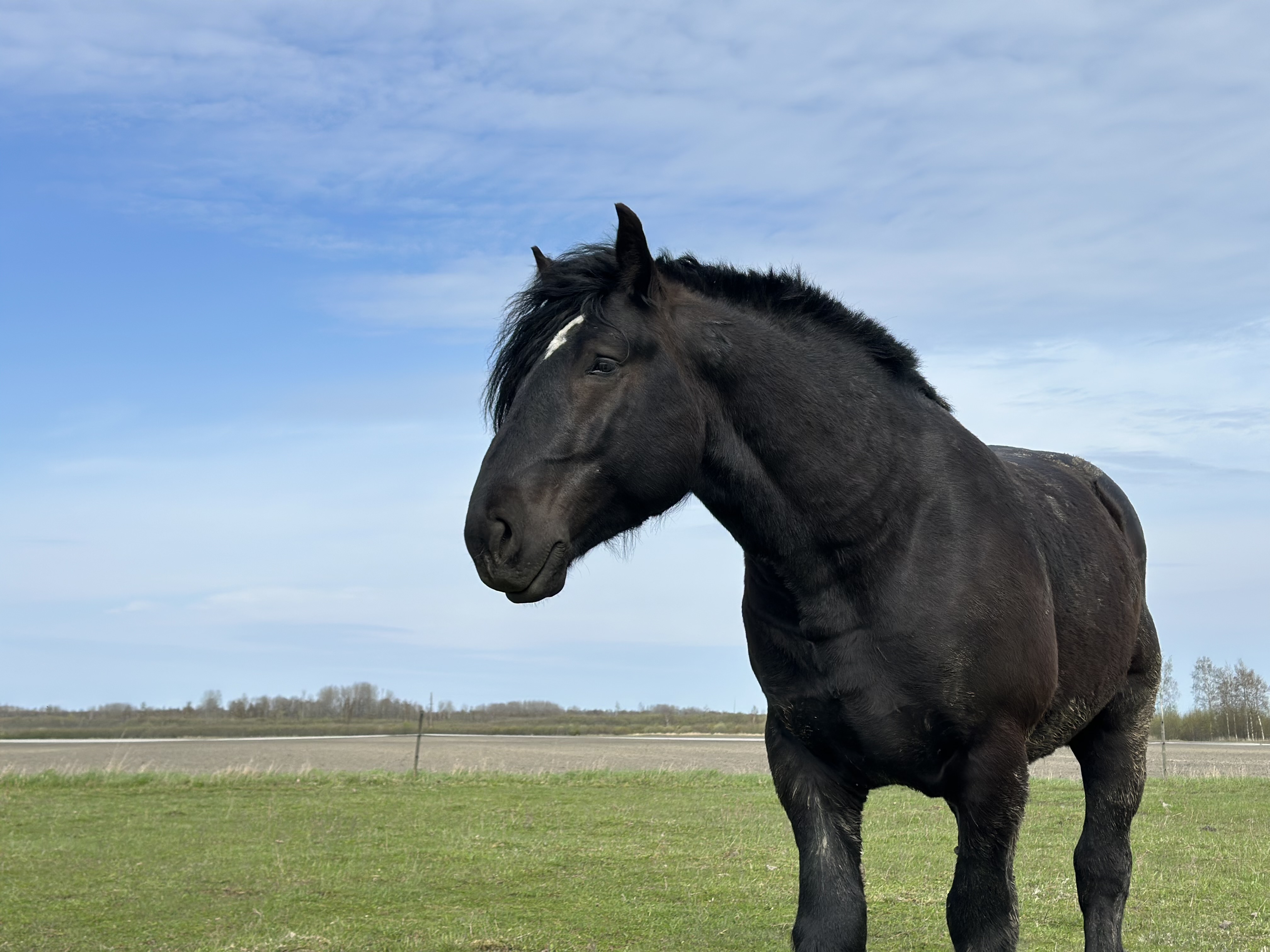 LEADER DE LA MEULE 2